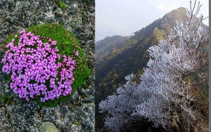 6 loại cây sống &quot;dai như đỉa&quot; trong băng giá: Có loại kể cả trong băng giá vẫn tuôn hoa như suối