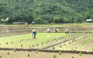 Hội nông dân tỉnh Hòa Bình vào cuộc cùng nông dân phòng, chống giá rét, khắc phục hậu quả thời tiết cực đoan