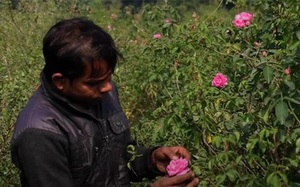 Vì sao nước hoa mùi... đất tại Ấn Độ có giá "đắt cắt cổ"?