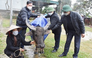 Hội Nông dân Nghệ An trao tặng bà con 4.000 áo ấm chống rét cho trâu bò