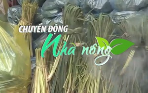 Chuyển động Nhà nông 22/2: Giá rau xanh tăng mạnh giữa mùa dịch