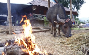 Nấu cháo nóng cho trâu, bò "húp", nông dân Điện Biên thấp thỏm lo "ông trời" lại trở chứng