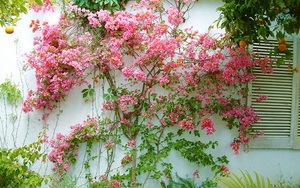 4 loại cây cảnh lắm hoa nhiều lộc dễ trồng mà lại sống lâu, nhà có sân vườn rộng cần lưu vào gấp