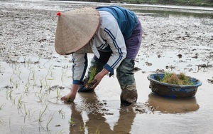 Ninh Bình: Cách nông dân Yên Mô chống lạnh, "nghiến răng" xuống đồng cấy lúa