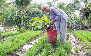 Biến rác thải thành phân hữu cơ trồng rau sạch