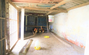 Nhà máy chế biến thịt thỏ ở Hà Tĩnh đầu tư 6 tỷ đồng, hoang tàn, biến thành nuôi gà, thả bò