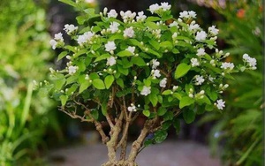 Mùa xuân, trồng cây cảnh hoa trắng muốt, thơm ngát này phải nhớ 4 điểm mấu chốt