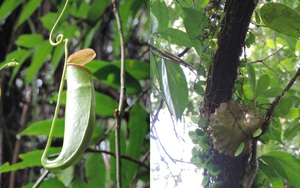 Tận mắt thấy những “kỳ hoa dị thảo” ở Vườn Quốc gia U Minh Hạ mà trong đời chưa chắc đã thấy