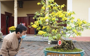 Mai vàng Huế sẽ thành thương hiệu nổi tiếng như hoa anh đào Nhật Bản 