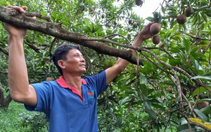 Tiền Giang: Bỏ “hạt ngọc trời”, trồng cây đặc sản cho trái bự chảng, anh nông dân xây biệt phủ vườn