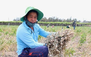 Loại củ chống được nhiều virus gây bệnh mất mùa rớt giá, nông dân Ninh Thuận than lỗ nặng