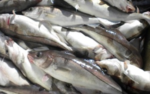 Nga giành lại quyền tiếp cận thị trường Trung Quốc cho một loài cá nổi tiếng, cá tra Việt có bị cạnh tranh?