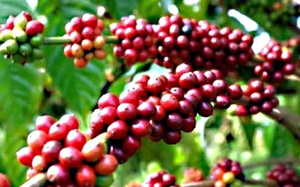 Giá cà phê Đắk Lắk &quot;leo&quot; về mốc 41.000 đồng/kg, đây là cách trị bệnh nấm hồng cho cây cà phê