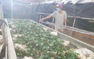 Nông dân Phú Yên nuôi con đặc sản không cần bùn, nuôi lớn đến đâu thương lái "khuân sạch"