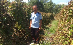 Cây ra củ dài cả mét, trước nhà nghèo lên rừng đào ăn, nay nông dân Bà Rịa-Vũng Tàu trồng lại giàu to