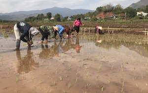 Nắng ấm, nông dân Yên Châu hối hả xuống đồng cấy lúa xuân