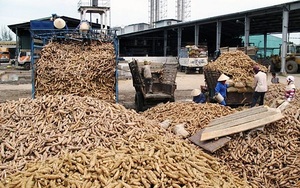 Thái Lan thông báo tăng giá sàn xuất khẩu tinh bột sắn, sắn Việt Nam vẫn 'khó cửa' vào Trung Quốc