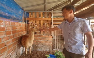 Thầy giáo bỏ nghề về liên kết với hàng loạt nông dân nuôi con đặc sản gì mà doanh thu 80 tỷ/năm?