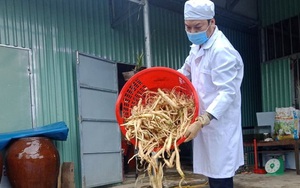 Núi rừng Quảng Nam có thứ dược liệu quý, giúp phục hồi sinh lực nay được nâng tầm thành sản phẩm 4 sao