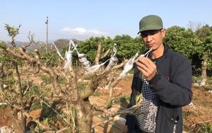 Tái sinh cây đào Tết, lại một hành trình "đánh bạc với trời" của nông dân Sơn La
