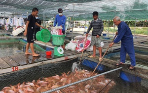 Nuôi loài cá toàn thân màu hồng, tung thức ăn cá quẫy ầm ầm, một ông nông dân Quảng Nam có của ăn của để