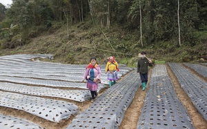 Lào Cai: Nhà nông Bắc Hà hối hả trồng cây dược liệu “vàng”, nở ra hoa tím