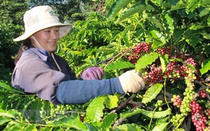 Nhiều dư địa cho cà phê Việt Nam xuất khẩu vào thị trường Algeria 