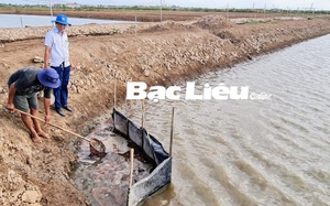 Nông dân Bạc Liêu nuôi con gì dưới nước mặn mà vớt trứng bé li ti lên bán giá 900.000 đồng/kg?