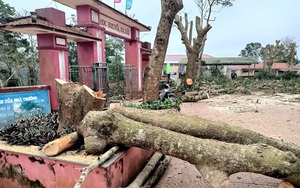 Quảng Trị: Nhiều cây xà cừ ở một trường học bị cưa trụi, hiệu trưởng nói &quot;để bảo vệ cây&quot;