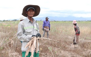 Nông dân Ninh Thuận âu lo vì nhổ cây mì lên toàn củ là củ, nhưng rớt giá 