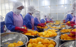 Xuất khẩu hàng rau quả tránh bị &quot;chết tắc&quot; ở thị trường Trung Quốc...