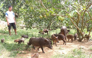 Cử nhân xã hội học về quê Yên Bái nuôi lợn sọc dưa chạy hàng đàn dưới tán bưởi, ai xem cũng trầm trồ