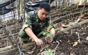 Trồng những thứ cây &quot;bảo bối&quot; gì mà nông dân Điện Biên mong thu tiền tỷ dưới tán rừng Tênh Pông