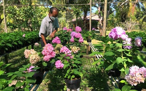 Trồng thành công loài hoa xứ lạnh ở Phú Quốc, người Đà Lạt đến xem phục lăn ông nông dân Kiên Giang