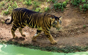 Hé lộ loạt ảnh về loài hổ quý hiếm tại Ấn Độ 