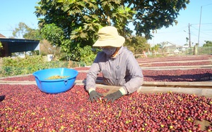 Giá cà phê đột ngột giảm nhẹ dù nhiều nước châu Á, trong đó có Trung Quốc tăng tốc thu gom