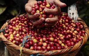 Giá nông sản hôm nay 6/2: Cà phê tăng 600 đồng/kg trong tuần qua, heo hơi vẫn lên giá