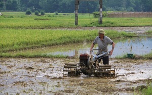 Chọn ngày, chọn giờ xuống đồng, nông dân Hòa Bình đi cày, chăn trâu, trồng rau