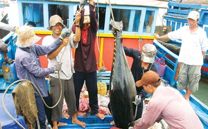 Phú Yên: Ra biển bắt được 2,7 tấn loài cá to như con heo xuất chuồng, dân chia tiền rủng rỉnh
