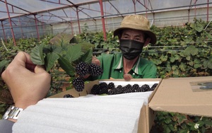 &quot;Quả mâm xôi&quot; mọc đầy ở Việt Nam, lão nông Đà Lạt trồng lại bán với giá gần nửa triệu/kg vẫn đắt hàng