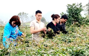 Trồng thứ rau rừng mọc non mơn mởn, cây có tuổi thọ tới 20 năm, ai ngờ trai làng Hà Giang lại giàu lên