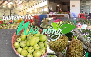 Chuyển động Nhà nông 8/2: Trái cây miền Tây “bội thu”  sau Tết