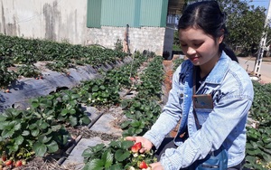Trồng thứ cây thấp tè, ra quả thành chùm đỏ như bờ môi sơn nữ, cô nông dân Sơn La "hái" hơn 200 triệu/vụ