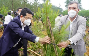 TT-Huế: Gần 11.000 ha rừng được cấp chứng chỉ FSC, xuất khẩu gỗ năm 2021 đạt 80 triệu USD 