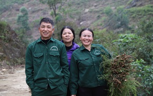 Nghệ An: Lạ lùng loại cây “vàng xanh” không trồng cũng đem lại thu nhập khủng cho nông dân