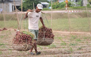 Sóc Trăng: Nhổ hàng nghìn hecta hành tím, củ to căng mẩy, bán giá tốt nhờ trồng rải vụ