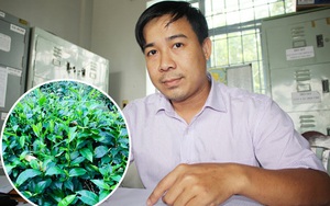 Chủ tịch Hội Nông dân xã giúp đặc sản trà Phú Hội tìm lại thời vàng son, bán gần 1 triệu/kg trà đặc sản