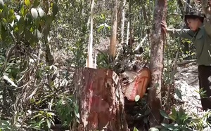 Đắk Lắk: Rừng gỗ pơ mu quý hiếm tại huyện Krông Bông lại bị “xẻ thịt”