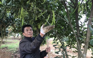 Nông thôn Tây Bắc: Mùa đơm hoa kết trái ở Sơn La