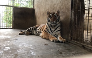 8 cá thể hổ được giải cứu ở Nghệ An sẽ được chuyển đến Vườn thú Hà Nội